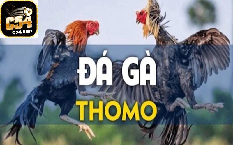 Khám phá loại hình đá gà Thomo C54